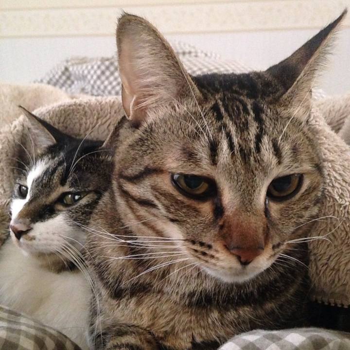 968cc9a4 2361 4c3b b6f9 28a673cad43b 1510383309604