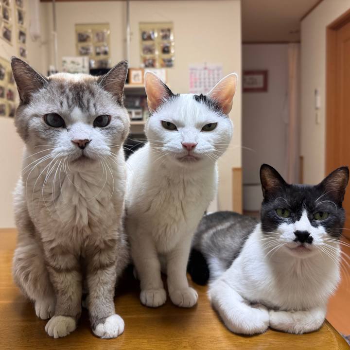 968e7054 5693 4dd2 b571 4490446d9789 1767574562018