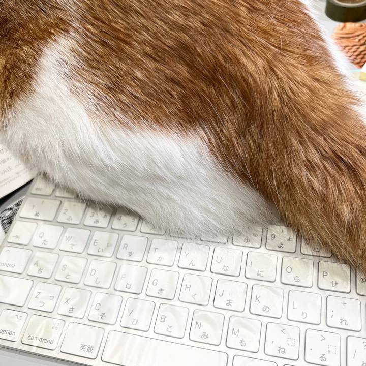 968fc297 dc58 4a3a 9c85 2a3961178278 1762411774764