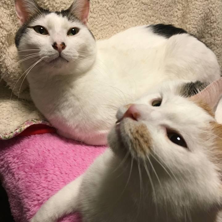 9693d2c5 5fde 4e2c bd4b 7037719e6782 1515593474488