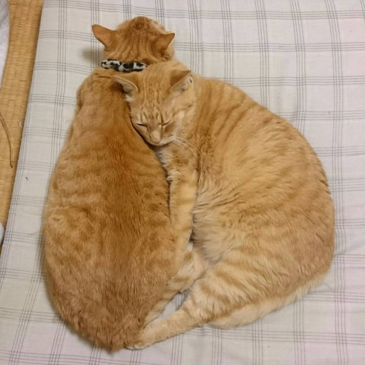 9694fbda 60fc 4cab bc8b f9c1a3f843ad 1533016619710