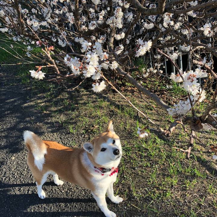 9696b83c c556 416a 8d0a 8242d90b6597 1552030440468