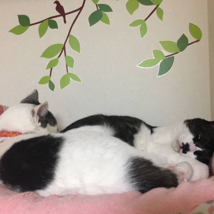 96972c16 24b0 4c2d 8246 1451c43001be 1512880601346