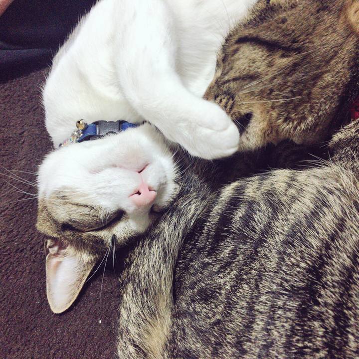 969b6add e705 4a48 8e86 1e68b70a43e0 1512566197853