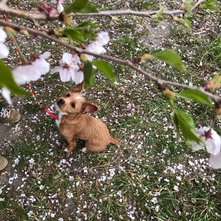 969c0625 26c0 4b49 b7fc b274da75e4b9 1523695106591