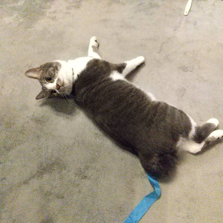 969c9db0 d33f 473a a60d b8d69915cbe3 1604007694288