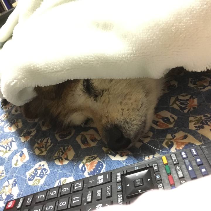 969e75cb 263c 4a26 97b5 edb48a7a47d8 1621130753664