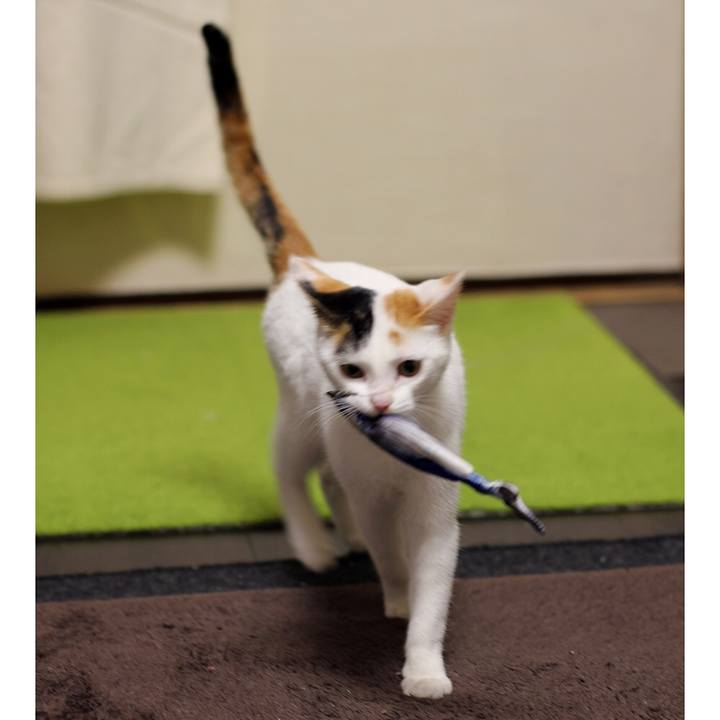 969f2286 62d5 4454 af19 06363369838b 1549928390254