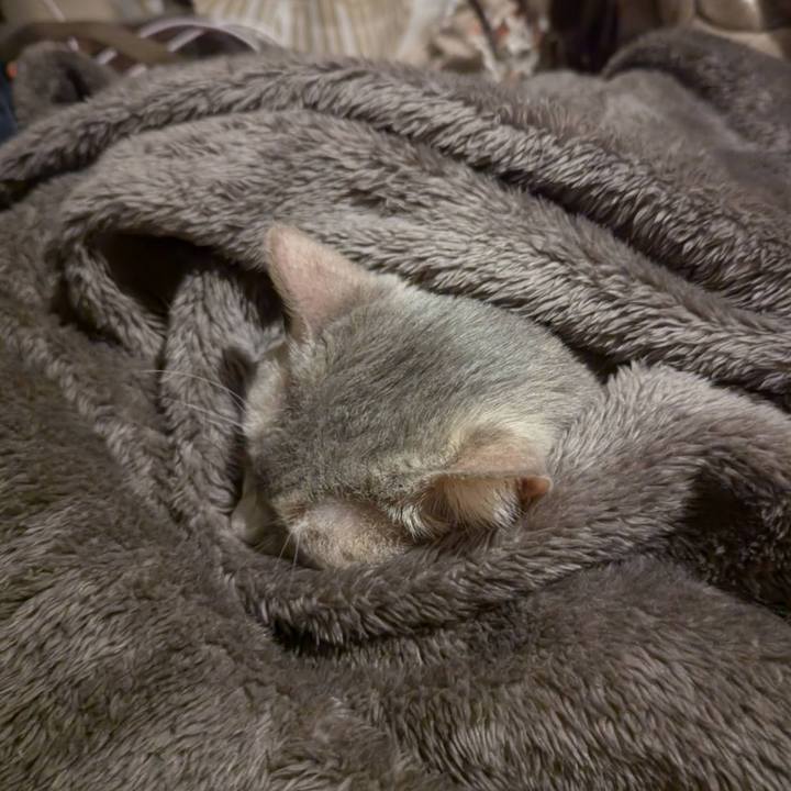 96a19534 90ed 46f5 a4f1 62ea1d75096b 1733731391380