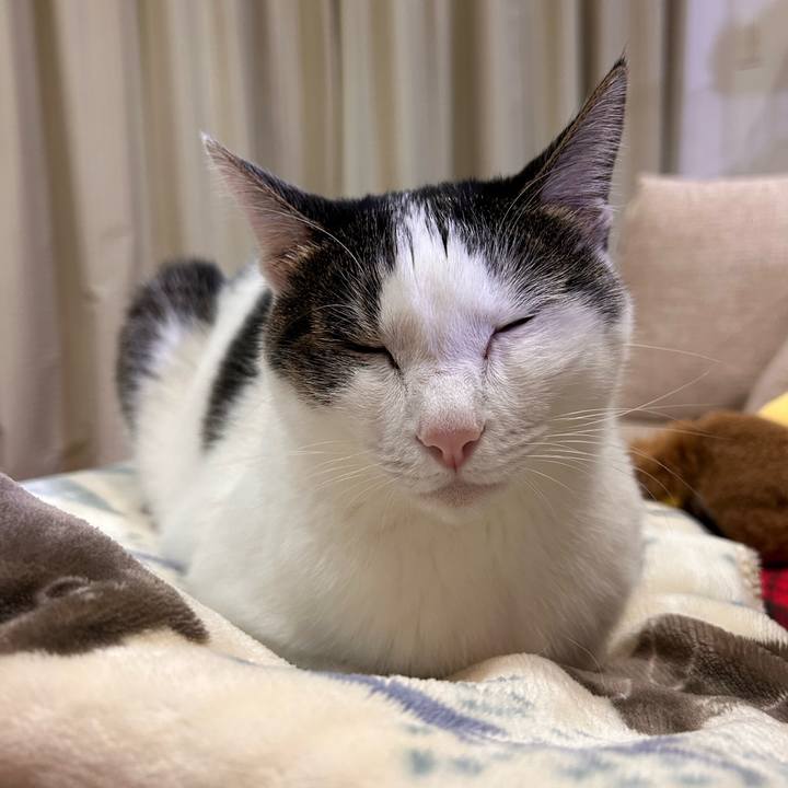 96a630e6 87f4 495c 8908 e66324c5ca71 1731848400089