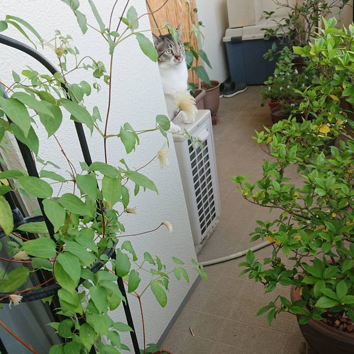 96a91587 3b22 4a2c 8e0c 3eaacfe36753 1530050917159