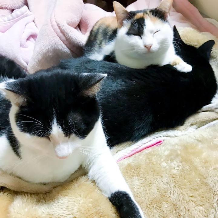 96a9529a ca58 4e4f b7c0 69c3c06511ab 1514472791943