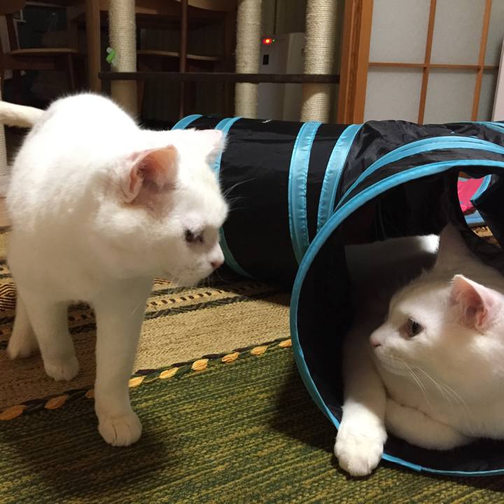 96ab70a0 0403 44e2 8865 bd8e42cf1eb6 1517660267814