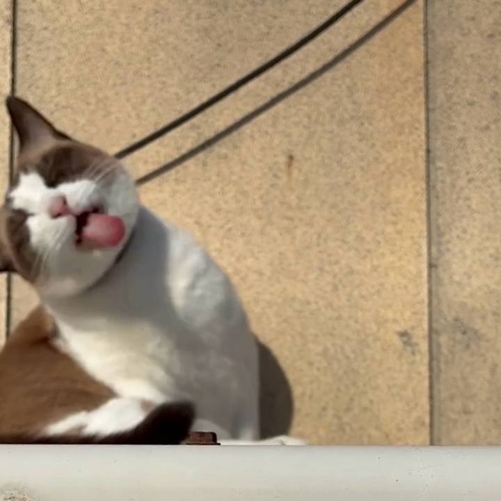 96ab7fb3 ebe8 41f4 9724 6740ded97245 1762416087673