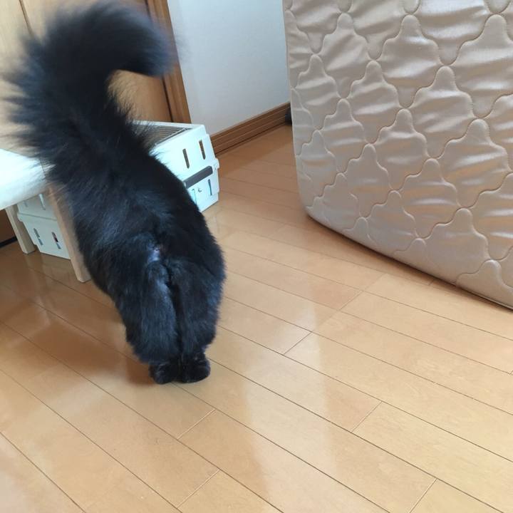 96ac32bc ce47 4dc1 9c0a 2c4e1538f0c0 1517017810609