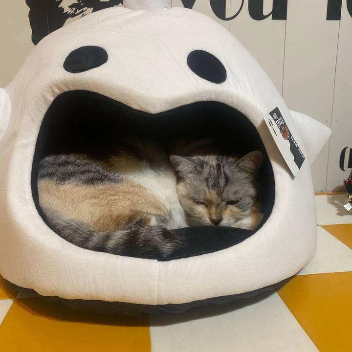 96ad11f7 897b 4f15 b784 c2625ce9beac 1730391653572