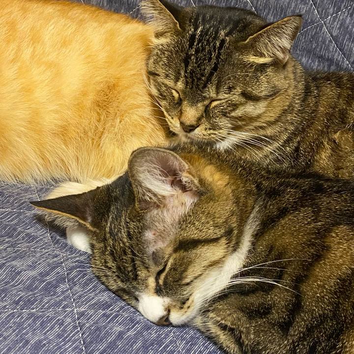 96ad42a6 a724 4f0f b9eb f72cc791163d 1637339438347