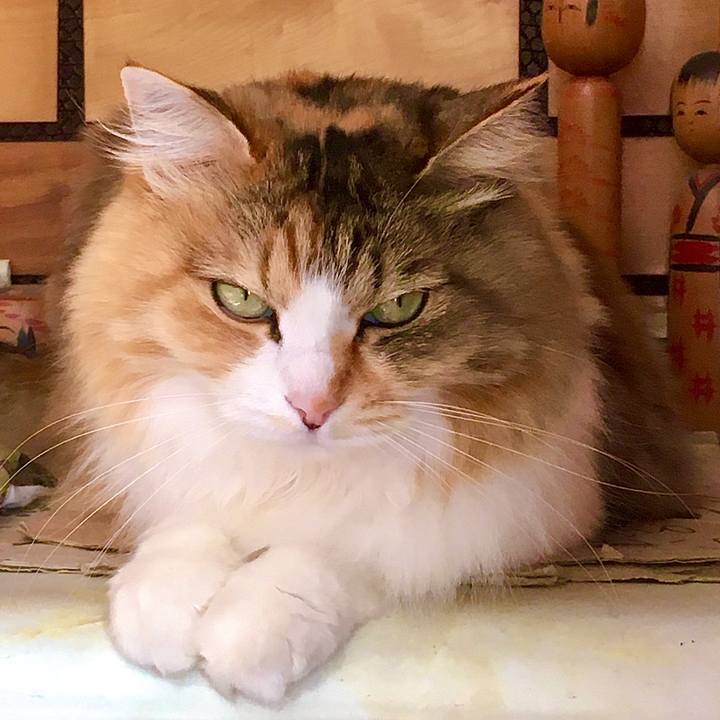 96b02e90 74ff 4fc0 9585 3222f289a068 1604821171874