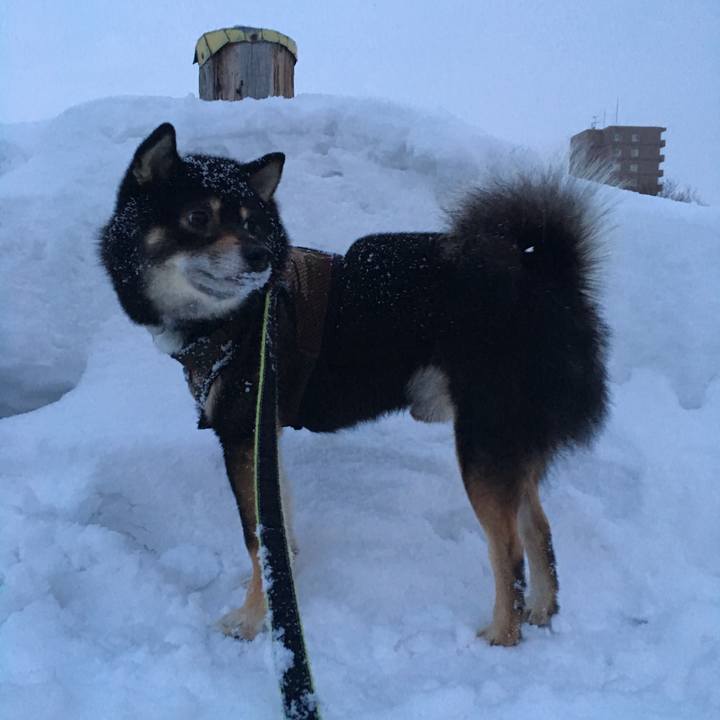 96b0ec4a 9088 4598 aa4c d25f12b2f874 1519034030568