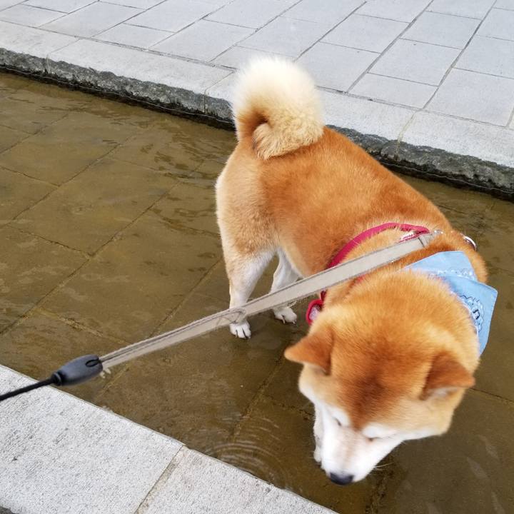 96b1bae0 8ba9 49da b608 f92f41bc7e49 1561020164516