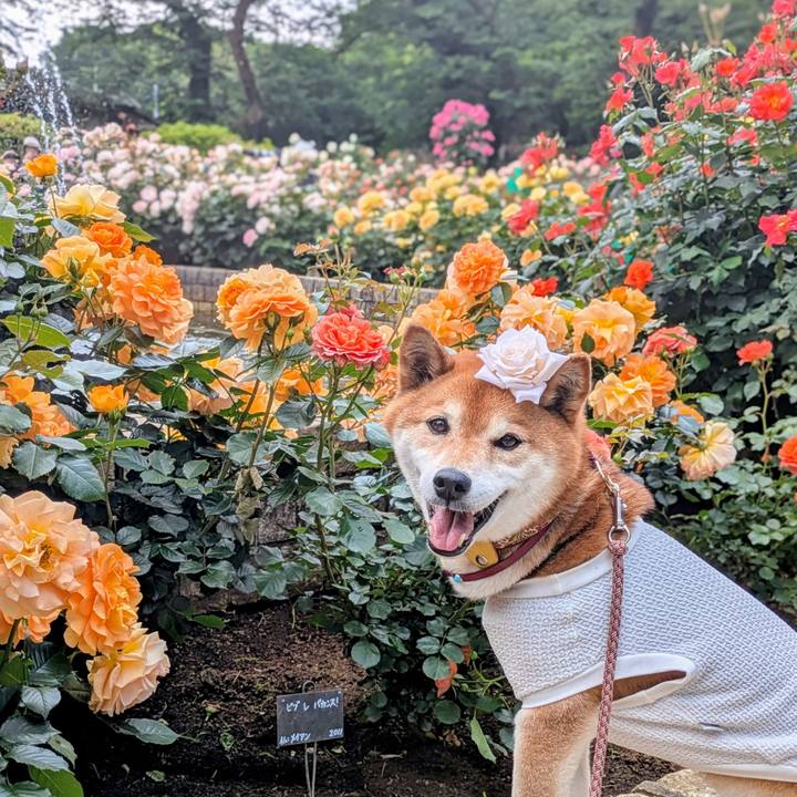 96b1bae8 be18 4d8f ba89 d6964ee8043d 1747190742272