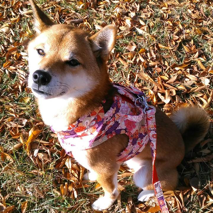 96b7e4bb a238 46b4 910c 8fd4ec95d890 1510186079113