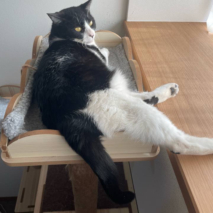 96c085e4 7498 4c45 af09 f0ec3d6c66d0 1710135242923