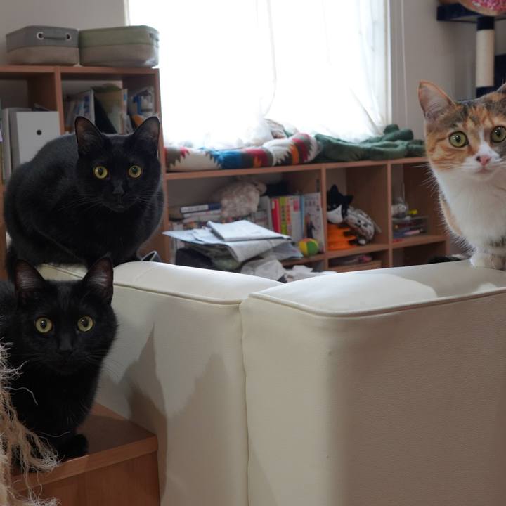 96c17480 5bbf 4144 bb43 d068e69a744b 1585577683188