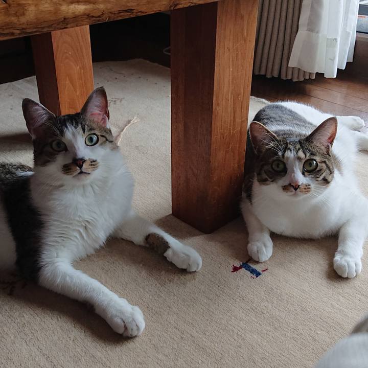 96c3a6e5 0028 4bcd 8663 c9fa3b822030 1587367832243