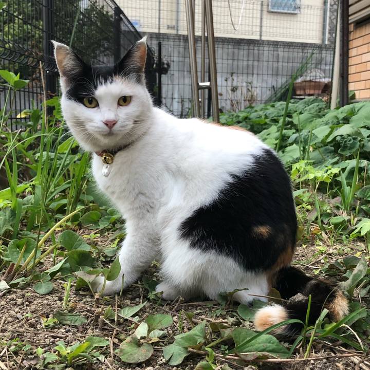 96c3ed2d 3636 47b9 8705 b7483a10610e 1605911200036