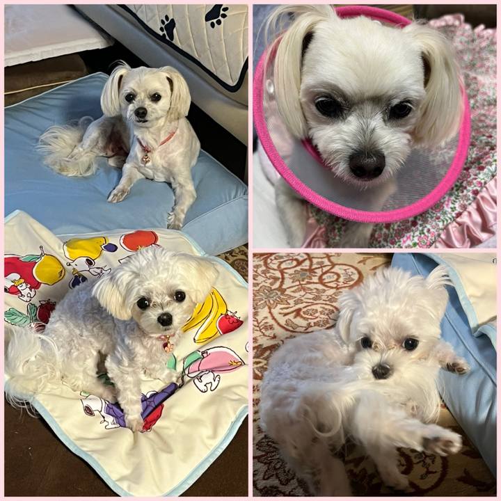 96c461ff ff80 403c bed3 b4a80f614728 1718443123070