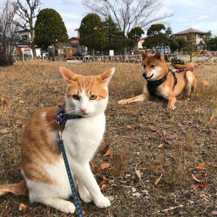 96c4c4e2 5f3e 4b7e 90d2 2a4dc561847d 1512878366631