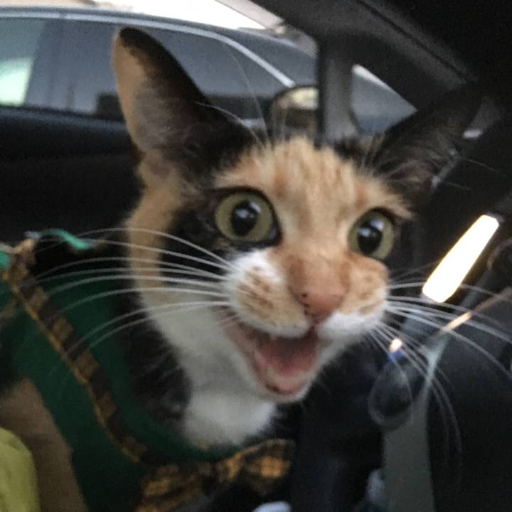 96c568e2 1938 48c9 81d6 07970622c0fb 1510478769503