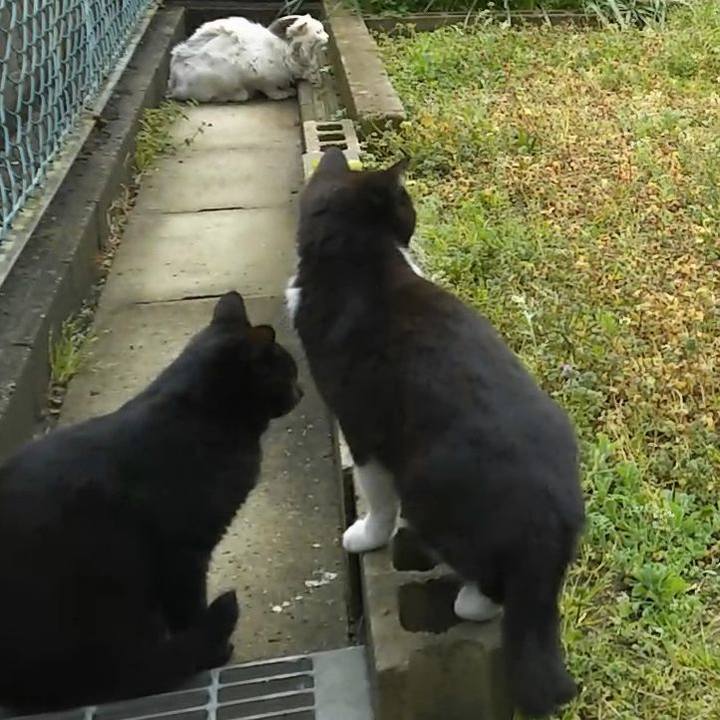 96c8d3d4 934a 4ab9 abad ee622383d125 1553140392236