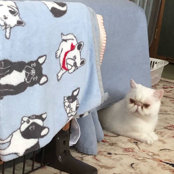 96ca68b2 dca9 415f a2c5 37b19127ebe2 1684561580666