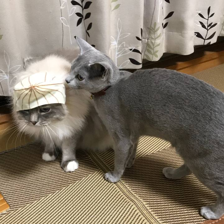 96ca9be6 86cc 4d95 836d c95622836d50 1521114533385