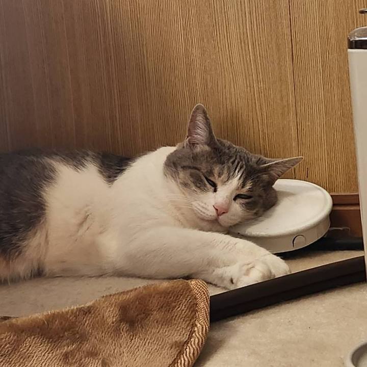 96cc4a87 6233 4ec1 88b2 eb10575f510b 1713231870194