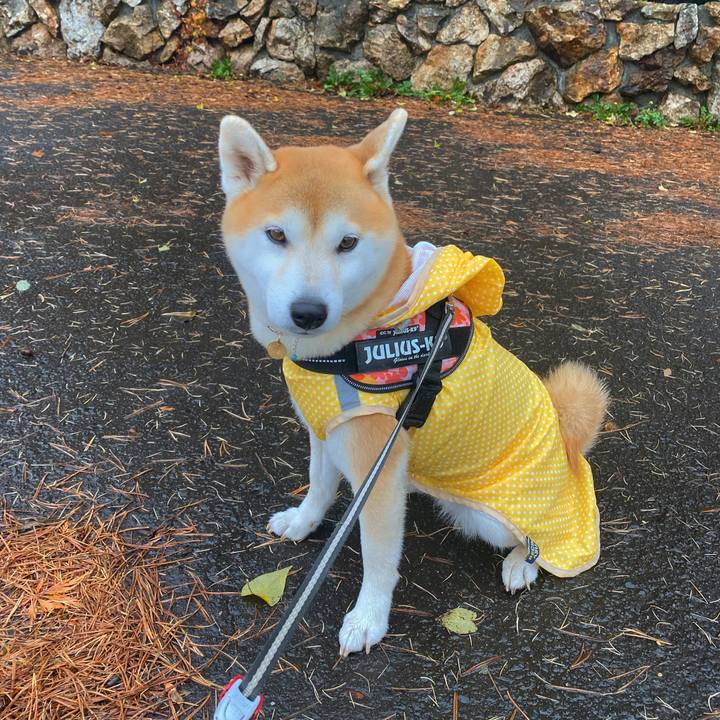 96cd05d6 0c8c 4d8d 9a13 c22d57e9eee4 1605831909022