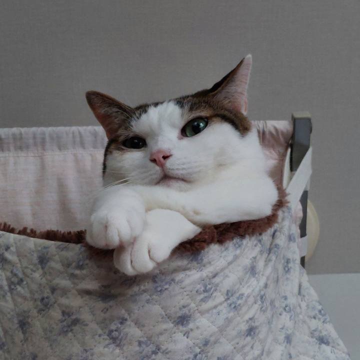 96cf8f9b a4ef 404e 9e43 3a4f3141dc78 1750459118255