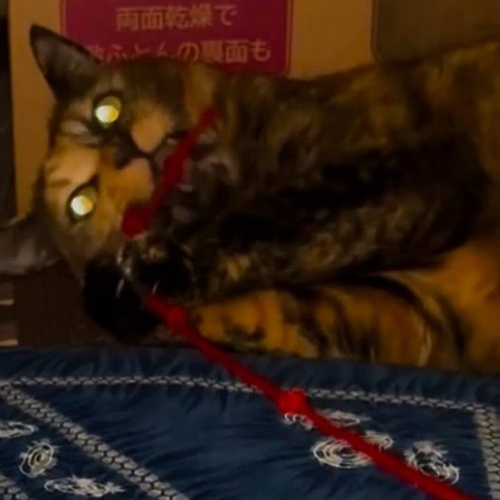 96cfebf7 039c 494c 981e fb156eb9c612 1763585078886