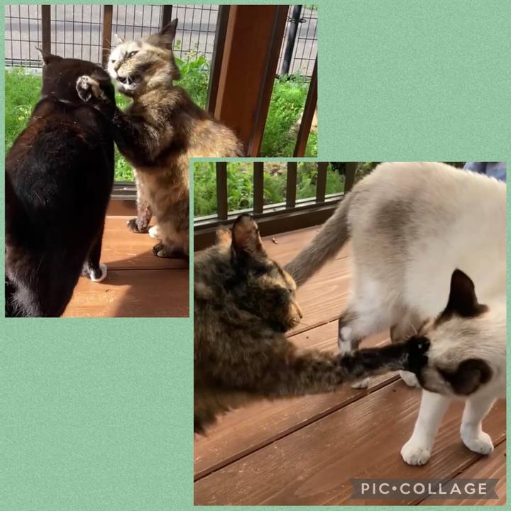 96d06c10 2098 4447 92ac 35543af9e27e 1732644670864