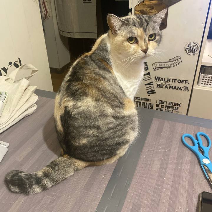 96d0f3e9 391e 40aa b03a ef6720372c4f 1647265731616