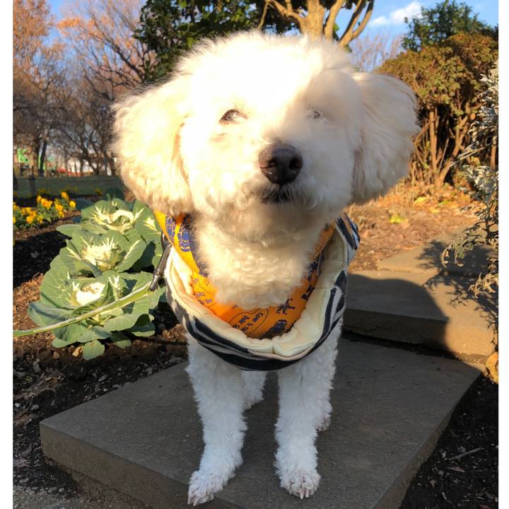 96d35c36 54dc 4e44 a82b 741b00a2be88 1545224714176