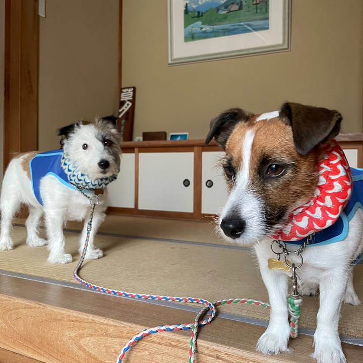 96d808d4 3a30 4834 b4bc eb1b6114e225 1691977730680