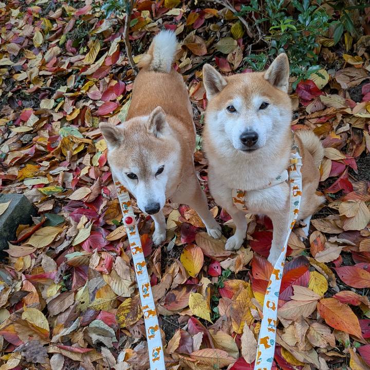 96dd0990 22e6 4c81 9206 83ab4156cbc4 1763431749298