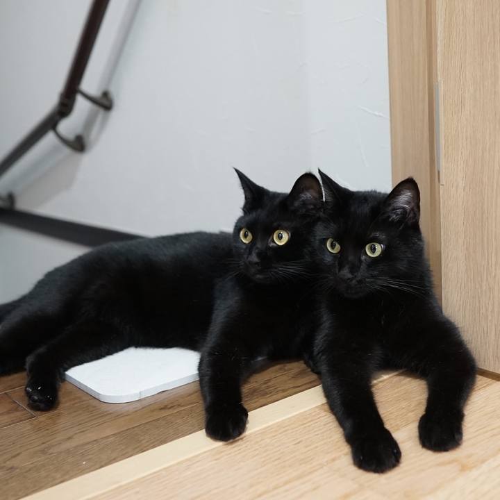 96de2f8c d16f 4a0b a247 63833ff3f518 1564961264144