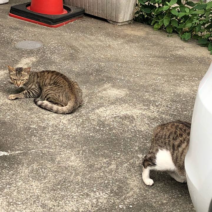 96de5b72 9a06 478d 85c6 26f41a375849 1528977854934