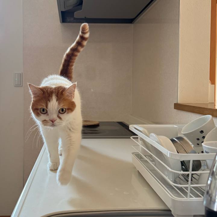 96e24573 e797 4fc5 a059 94688e8ebe2c 1775954336154