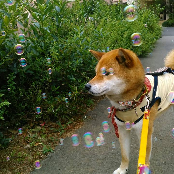 96e346ef 3ed0 486e 8dd5 4bd64d628934 1526725259378