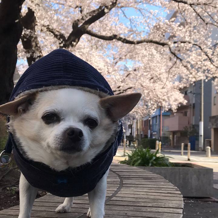 96e3992c 0e4e 425c bf5e 59db5df407ca 1554446590281